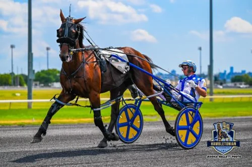 Hambo-Jmac-horse posing