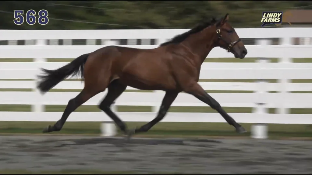 On Tap Lindy - Lexington Yearling Sale